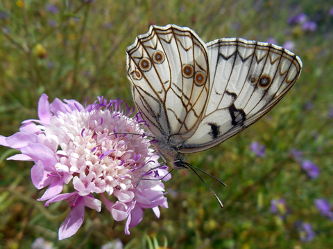 per identificare - Melanargia arge